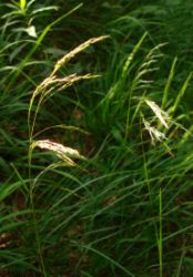 2013-07-13_Regina-F-Rau_Sonnenspitze3 (176).JPG